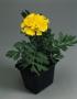 Seminte profesionale Tagetes patula - Craite pitice - imagine 48893